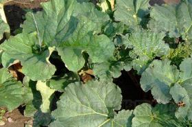 Wavy-Leaf Rhubarb