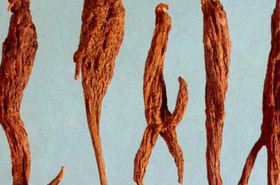 Hong Daji (Knoxia valerianoides)