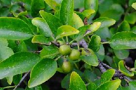 Small-leaf Buckthorn