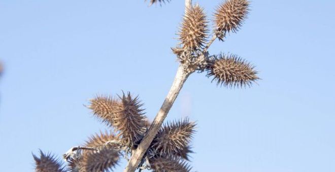 Xanthium Fruit