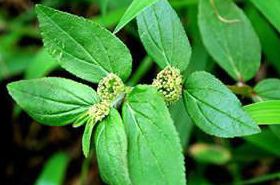 Fiyangcao (Heat-Clearing Herb)