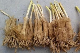 Chive Root