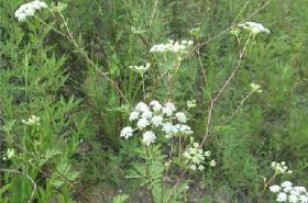 Shifangfeng (Peucedanum terebinthaceum)
