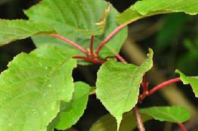 Shuǐ L&iacute; T&eacute;ng