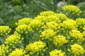 Fennel Seed