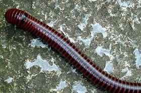 Millipede