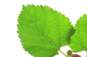 Mulberry Leaf Juice for eye health and detoxification