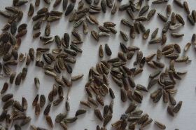 Burdock Seed benefits