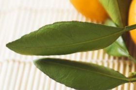 Kumquat Leaves