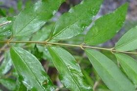 Pentasacme Championii