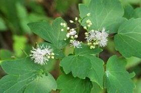 Large-Leaf Thalictrum traditional Chinese medicine herb