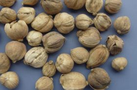 Amomum Cardamom Pericarp