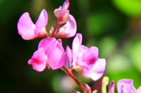 Hyacinth Bean Flower