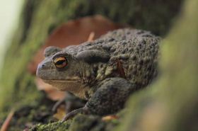 Toad (Heat-Clearing Agent)