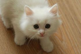 Cat Placenta in TCM for Digestive Health