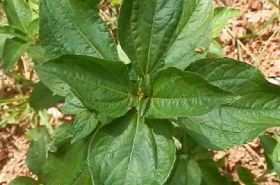 Synedrella nodiflora