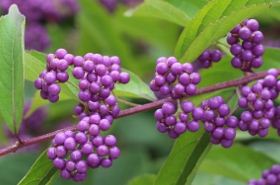 Guangdong Purple Plant: Healing Benefits and Traditional Uses
