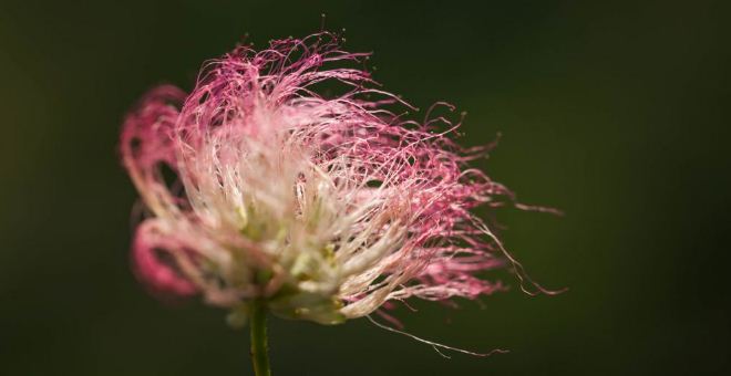 Albizia Flower: Benefits and Uses in Traditional Chinese Medicine