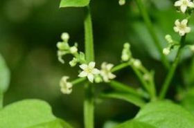 Madder Root and Its Health Benefits