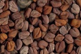 Fenugreek Benefits and Uses | Traditional Chinese Medicine Guide