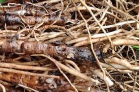 Xian Mao root herb for vitality and health