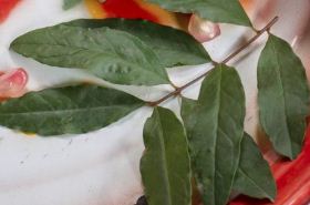 Pomegranate Leaves: TCM Benefits, Uses, and Safety Tips