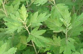 Ai Shi herb benefits and applications