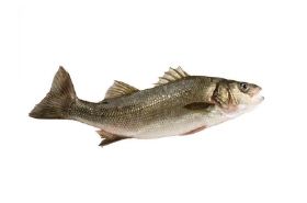 Bass (Replenishing Herb) - Benefits and Uses
