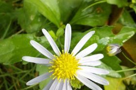 Malan (Herbal Remedy for Bleeding) - Benefits and Uses