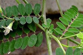 Sha Yuan Zi: Benefits, Uses, and Safety Tips