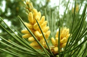 Pine Pollen: Benefits and Uses
