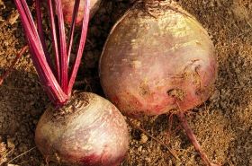 Turnip Root and Leaves