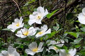 Jinying Root Benefits & Uses