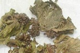 Cockscomb Flower: Uses and Benefits