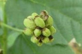 Bu Gu Zhi: Benefits, Uses, and Precautions