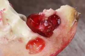 Pomegranate Peel: Benefits and Uses