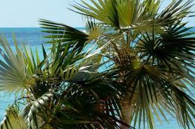 Palm Tree Root: Health Benefits and Uses