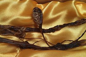 Sea Dog Kidney: Benefits, Uses, and Precautions