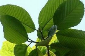 Gan Mu Tong: Benefits and Uses in Traditional Chinese Medicine