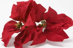Poinsettia plant benefits and uses