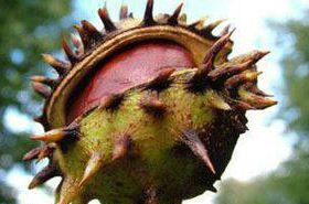 Chinese Horse Chestnut Seed