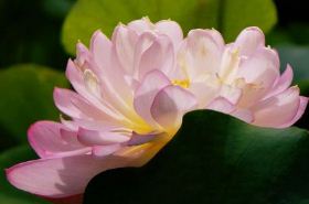 Lotus Stamen: Uses, Benefits, and Precautions