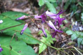 Long-Petaled Oreocharis: Benefits, Uses & Safety Tips