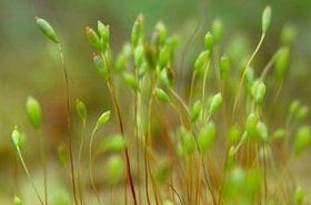 Shuimu Grass: Benefits, Uses, and Safety Tips