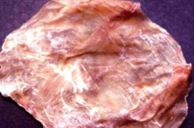 Fish Bladder: Benefits and Uses in Natural Healing