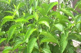 Eucommia Bark - Strengthening bones and supporting health