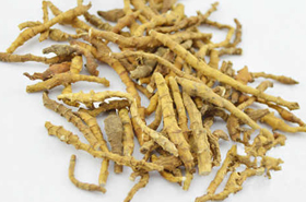 Nine-Joint Sweetflag: Benefits & Uses