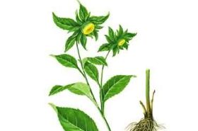 Da Yan Guo Cao: Benefits, Uses, and Precautions