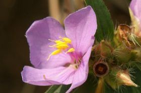 Jinjin Xiang: Health Benefits and Uses