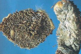 Hedgehog skin TCM uses and benefits